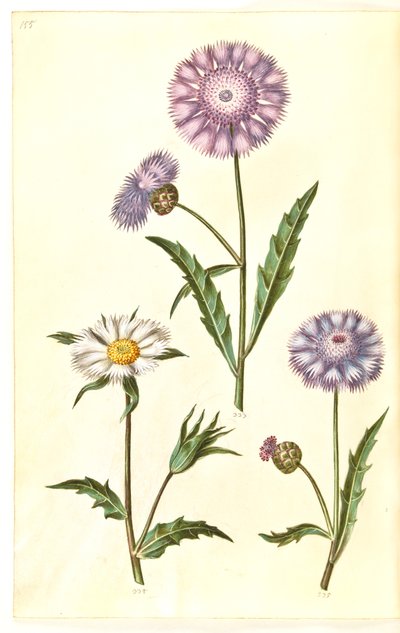Amberboa moschata (sultano profumato) da Hans Simon Holtzbecker