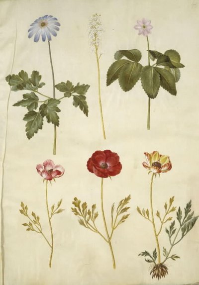 Anemone apennina; Tiarella cordifolia; Anemone trifolia; Ranunculus asiaticus da Hans Simon Holtzbecker