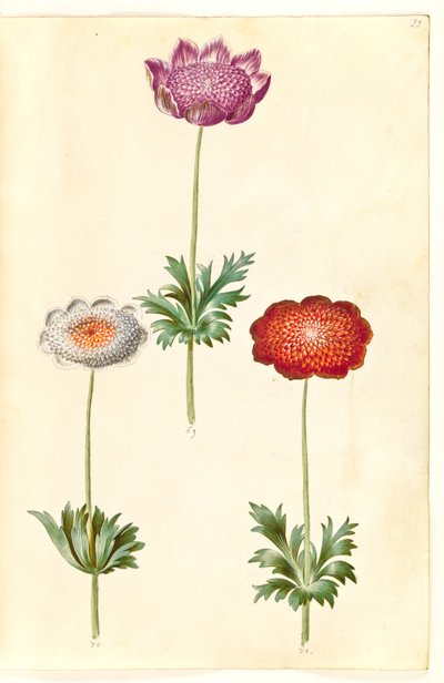 Anemone coronaria da Hans Simon Holtzbecker