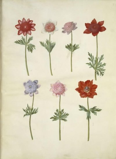 Anemone coronaria (anemone coronaria) da Hans Simon Holtzbecker