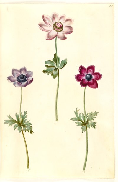 Anemone coronaria (anemone francese) da Hans Simon Holtzbecker