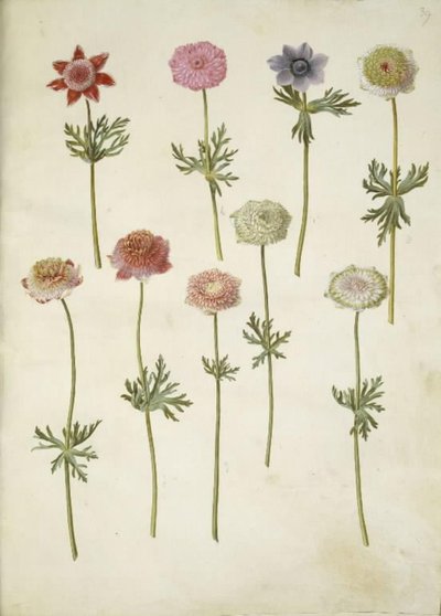 Anemone coronaria (anemone francese) da Hans Simon Holtzbecker