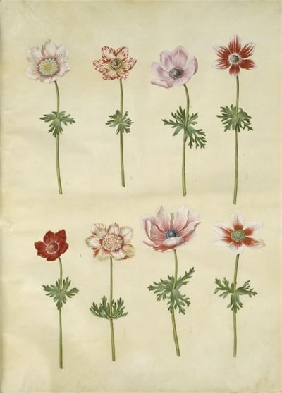 Anemone coronaria (anemone francese) da Hans Simon Holtzbecker