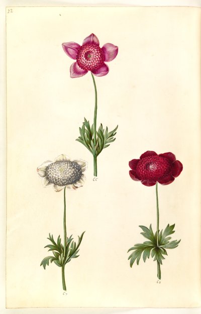 Anemone coronaria (anemone francese) da Hans Simon Holtzbecker