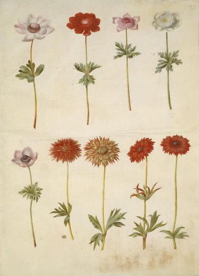 Anemone coronaria (anemone francese); Anemone × fulgens (anemone brillante) da Hans Simon Holtzbecker