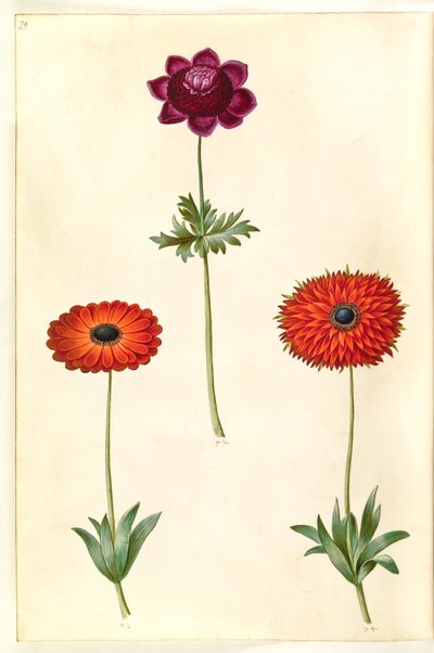 Anemone coronaria (anemone francese); Anemone ×fulgens (anemone splendente) da Hans Simon Holtzbecker