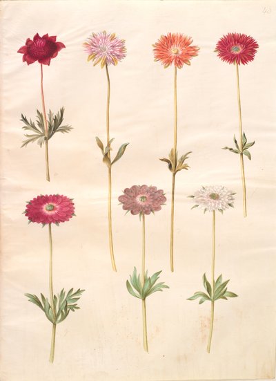 Anemone coronaria (anemone francese); Anemone ×fulgens (anemone splendente) da Hans Simon Holtzbecker