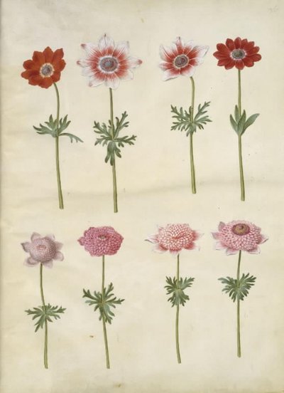 Anemone coronaria L. (anemone francese); Anemone pavonina (anemone pavone) da Hans Simon Holtzbecker