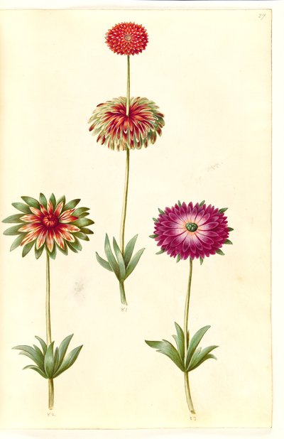 Anemone ×fulgens (anemone brillante) da Hans Simon Holtzbecker