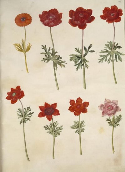 Anemone ×fulgens (anemone splendente); Anemone coronaria (anemone francese) da Hans Simon Holtzbecker