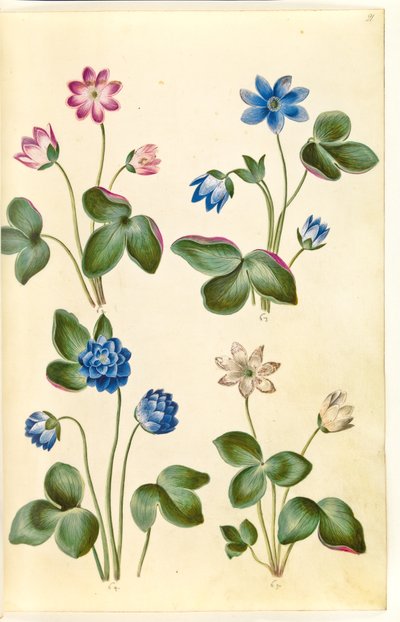 Anemone hepatica (anemone blu) da Hans Simon Holtzbecker