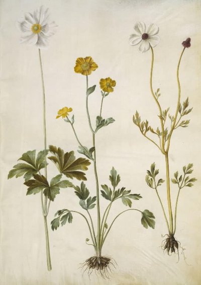 Anemone sylvestris (anemone estivo); Ranunculus monspeliacus (ranuncolo di Montpellier); Ranunculus asiaticus (ranuncolo asiatico) da Hans Simon Holtzbecker