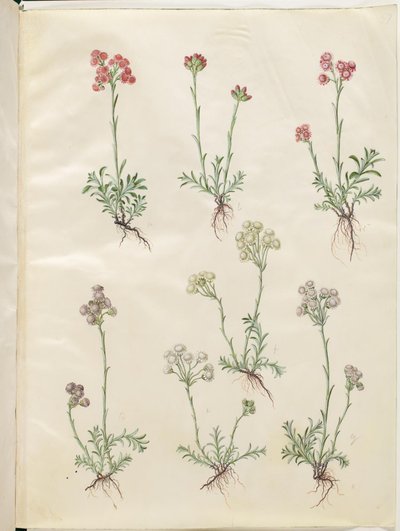 Antennaria dioica (zampe di gatto comuni) da Hans Simon Holtzbecker