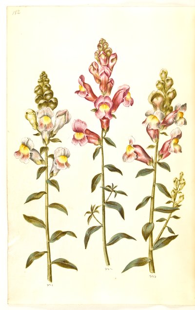 Antirrhinum majus (bocca di leone) da Hans Simon Holtzbecker