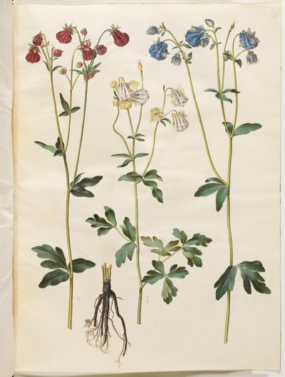 Aquilegia vulgaris (colombina comune) da Hans Simon Holtzbecker