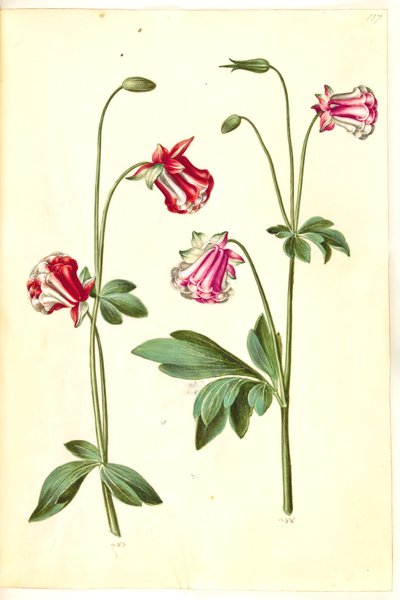 Aquilegia vulgaris (aquilegia comune) da Hans Simon Holtzbecker