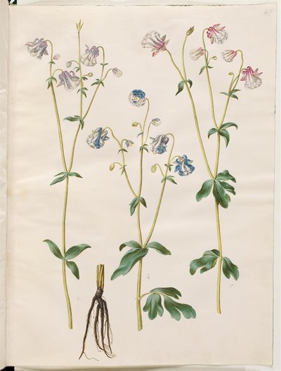 Aquilegia vulgaris da Hans Simon Holtzbecker