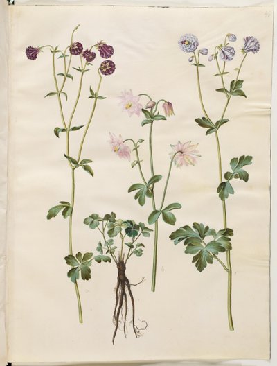 Aquilegia vulgaris (colombina comune) da Hans Simon Holtzbecker