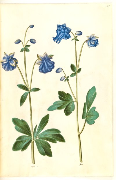 Aquilegia vulgaris da Hans Simon Holtzbecker