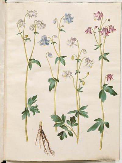 Aquilegia vulgaris da Hans Simon Holtzbecker