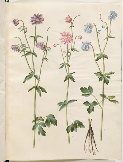 Aquilegia vulgaris (colombina comune) da Hans Simon Holtzbecker