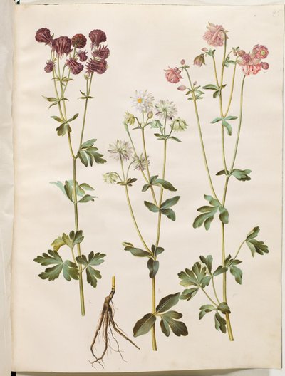Aquilegia vulgaris (aquilegia comune) da Hans Simon Holtzbecker
