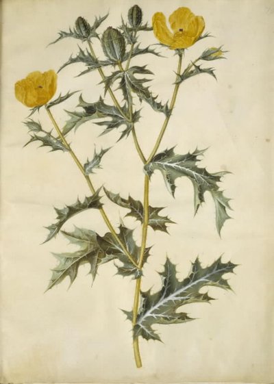 Argemone mexicana (papavero messicano) da Hans Simon Holtzbecker