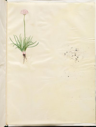 Armeria maritima (erba inglese comune) da Hans Simon Holtzbecker