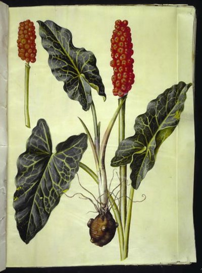 Arum italicum (arum italico) da Hans Simon Holtzbecker