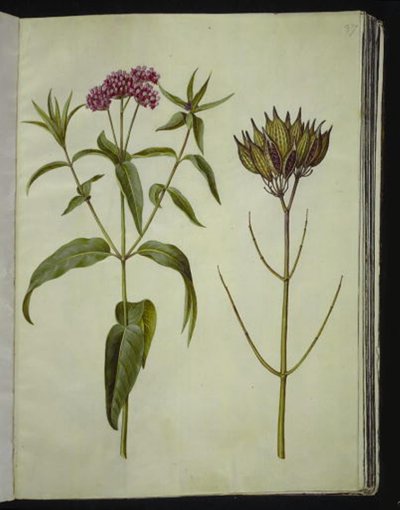 Asclepias incarnata (pianta della seta rosa) da Hans Simon Holtzbecker