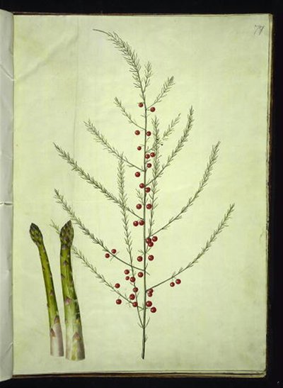 Asparagus officinalis (asparago comune) da Hans Simon Holtzbecker