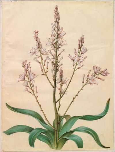 Asphodelus ramosus (asfodelo ramificato) da Hans Simon Holtzbecker