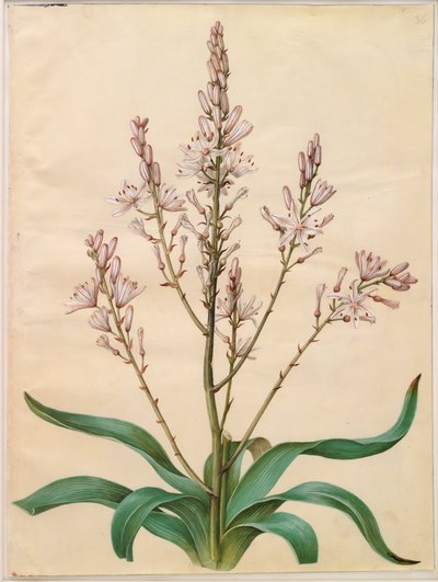 Asphodelus ramosus da Hans Simon Holtzbecker