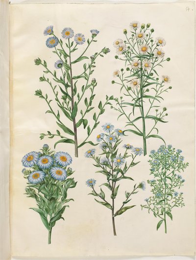 Aster amellus; Symphyotrichum novi-belgii; Symphyotrichum novae-angliae; Symphyotrichum dumosum; Symphyotrichum ericoides da Hans Simon Holtzbecker