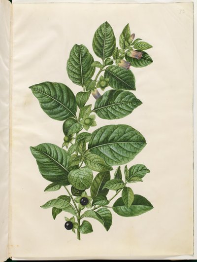 Atropa belladonna (belladonna) da Hans Simon Holtzbecker