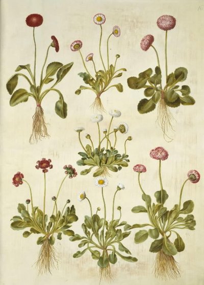 Bellis perennis (margherita comune) da Hans Simon Holtzbecker