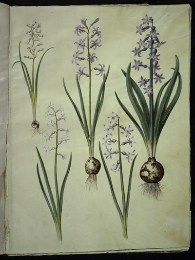 Brimeura amethystina (giacinto pirenaico); Hyacinthus orientalis (giacinto comune) da Hans Simon Holtzbecker