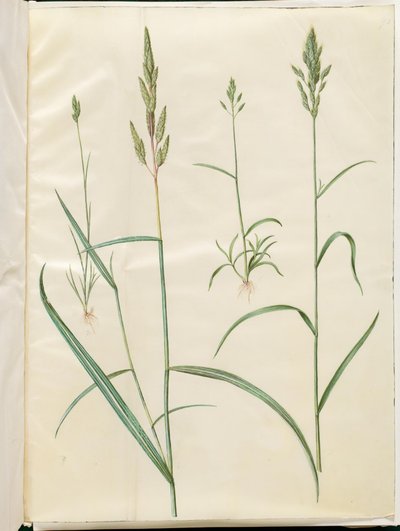 Bromus hordeaceus (erba morbida); Phalaris arundinacea (erba cannuccia) da Hans Simon Holtzbecker
