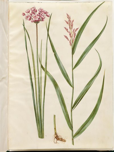 Butomus umbellatus; Phragmites australis da Hans Simon Holtzbecker