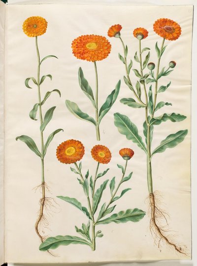 Calendula officinalis (calendula) da Hans Simon Holtzbecker