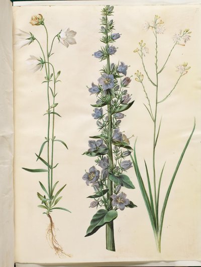 Campanula persicifolia; Campanula pyramidalis; Anthericum ramosum da Hans Simon Holtzbecker
