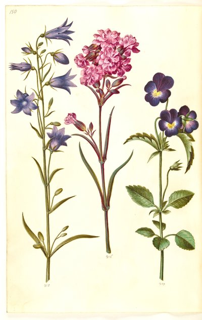 Campanula rotundifolia (campanula comune); Silene viscaria (garofano comune); Viola tricolor (viola del pensiero) da Hans Simon Holtzbecker