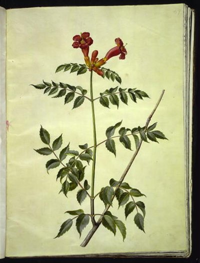 Campsis radicans (tromba comune) da Hans Simon Holtzbecker