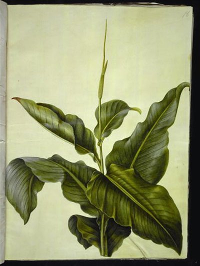 Canna da Hans Simon Holtzbecker