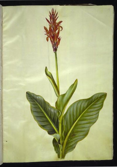Canna indica da Hans Simon Holtzbecker