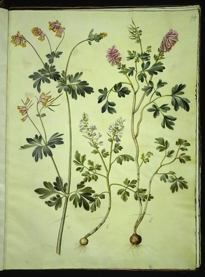 Capnoides sempervirens (erba arlecchino); Corydalis solida (larkspur a lungo stelo) da Hans Simon Holtzbecker