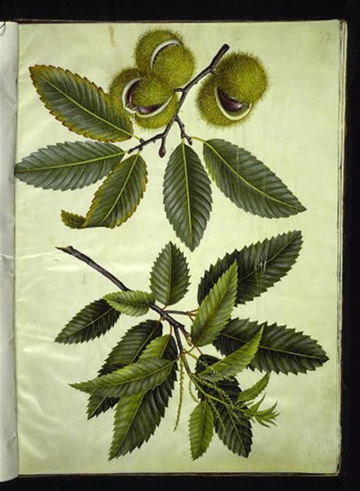 Castanea sativa (castagno) da Hans Simon Holtzbecker