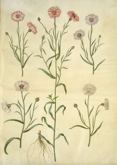 Centaurea cyanus (fiordaliso) da Hans Simon Holtzbecker