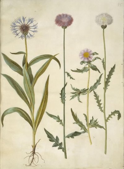 Centaurea montana; Amberboa moschata da Hans Simon Holtzbecker