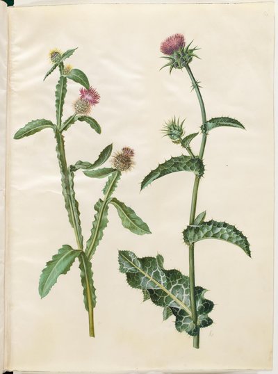 Centaurea seridis; Silybum marianum (cardo mariano comune) da Hans Simon Holtzbecker